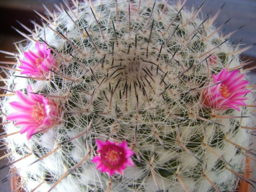 Mammillaria formosa ssp. chionocephala - Cactusi 2018 bis