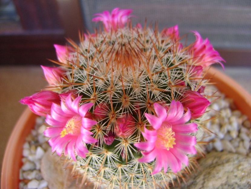 Mammillaria matudae - Cactusi 2018 bis
