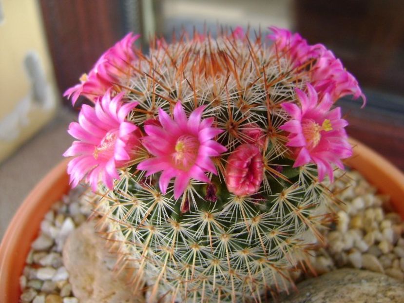 Mammillaria matudae - Cactusi 2018 bis