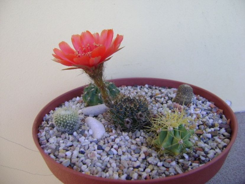 Lobivia arachnacantha v. densiseta (Echinopsis ancistrophora ssp. arachnacantha) - Cactusi 2018 bis