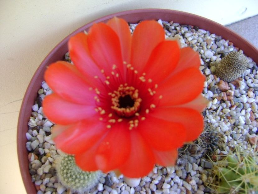 Lobivia arachnacantha v. densiseta (Echinopsis ancistrophora ssp. arachnacantha) - Cactusi 2018 bis