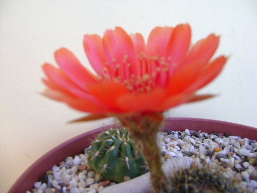 Lobivia arachnacantha v. densiseta (Echinopsis ancistrophora ssp. arachnacantha) - Cactusi 2018 bis