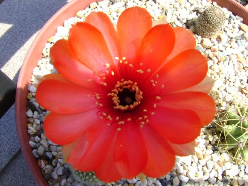 Lobivia arachnacantha v. densiseta (Echinopsis ancistrophora ssp. arachnacantha) - Cactusi 2018 bis