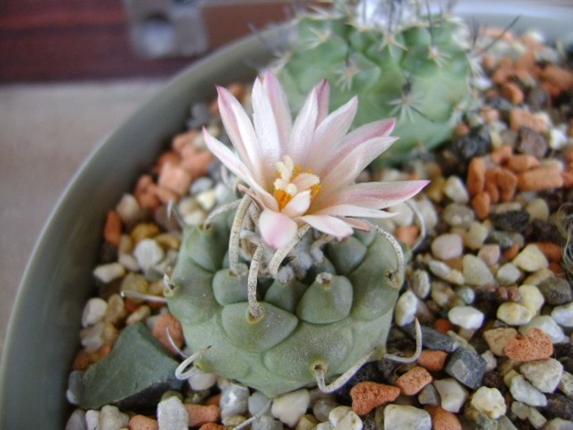 Turbinicarpus schwarzii v. rubriflorus - Cactusi 2018 bis