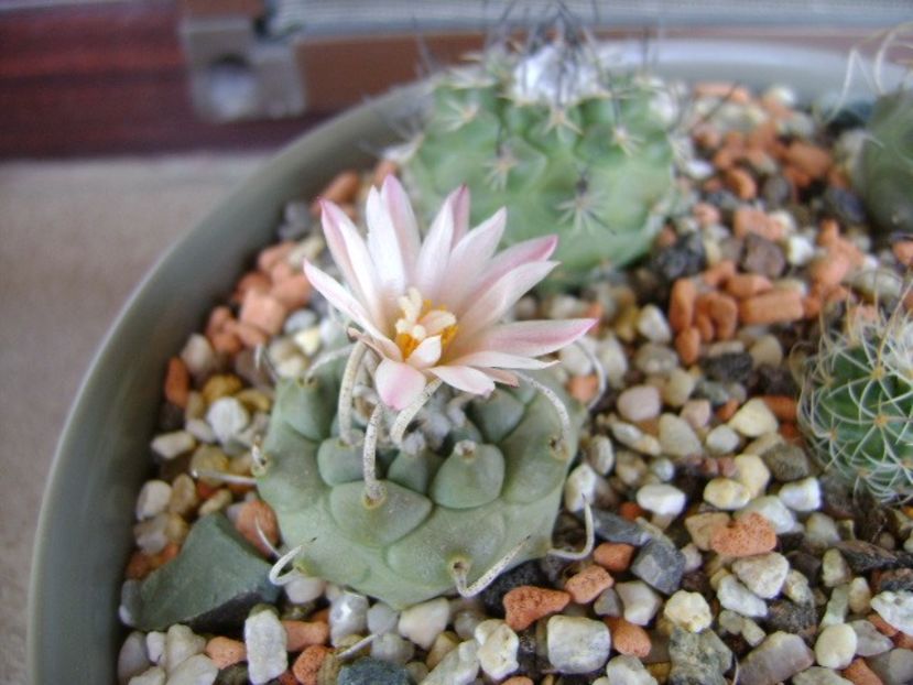 Turbinicarpus schwarzii v. rubriflorus - Cactusi 2018 bis