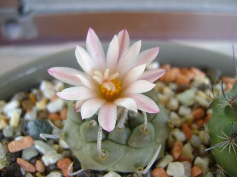 Turbinicarpus schwarzii v. rubriflorus - Cactusi 2018 bis