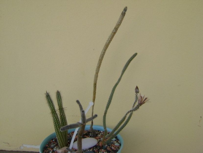 Grup de 4 Wilcoxia - Cactusi 2018 bis