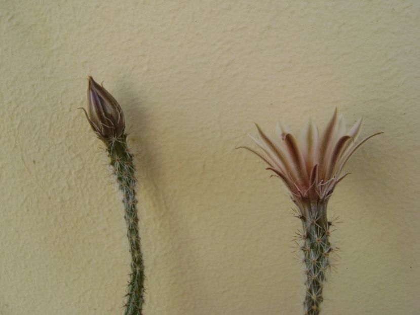 Wilcoxia leucantha albiflora - Cactusi 2018 bis
