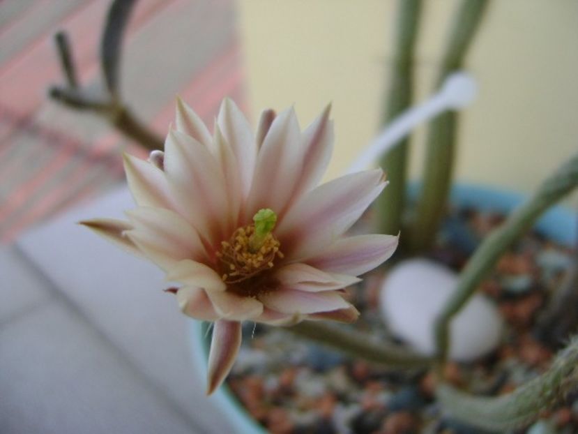 Wilcoxia leucantha albiflora - Cactusi 2018 bis