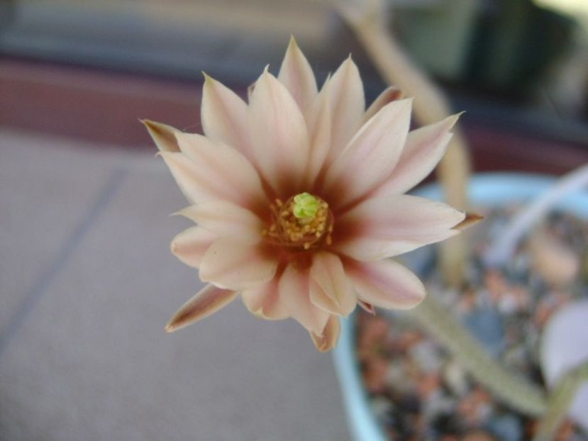 Wilcoxia leucantha albiflora - Cactusi 2018 bis