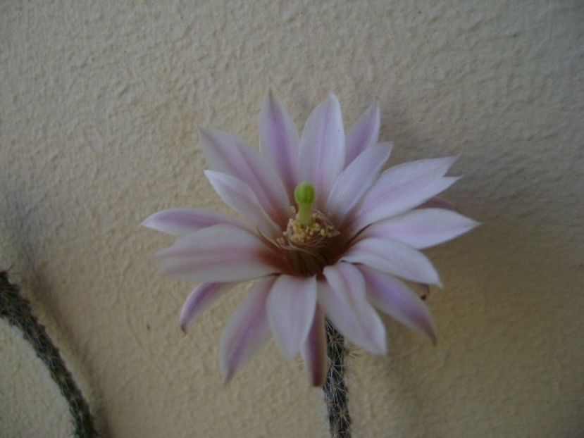 Wilcoxia leucantha albiflora - Cactusi 2018 bis