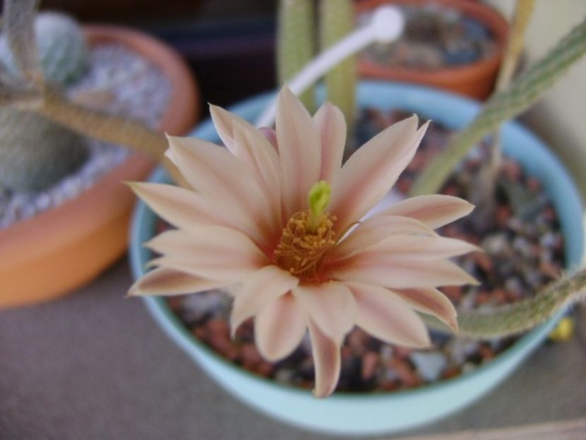 Wilcoxia leucantha albiflora - Cactusi 2018 bis