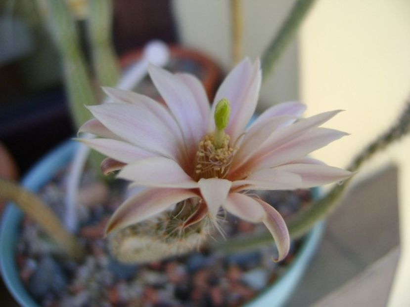 Wilcoxia leucantha albiflora - Cactusi 2018 bis