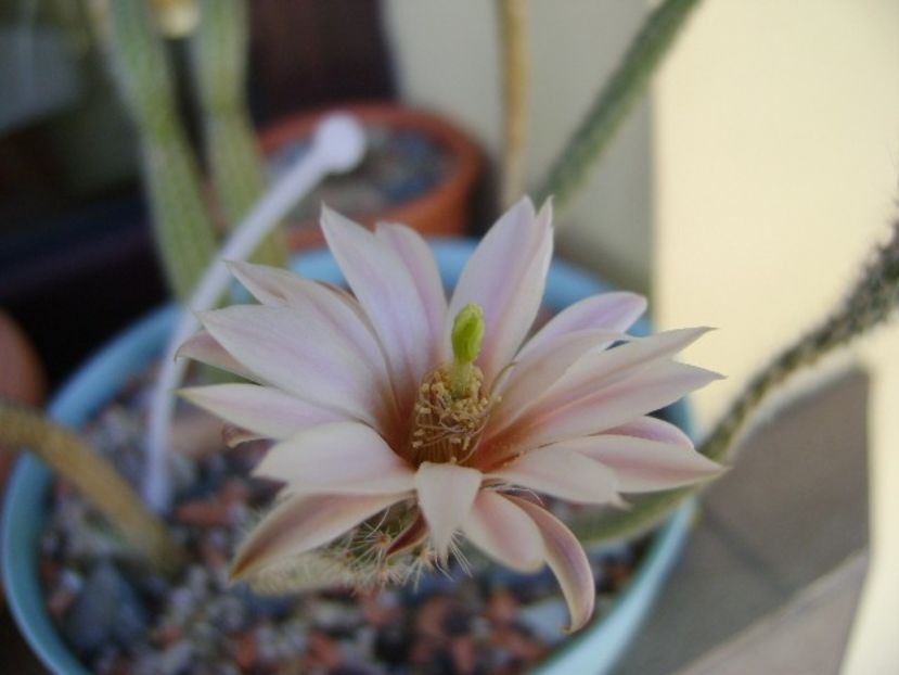 Wilcoxia leucantha albiflora - Cactusi 2018 bis