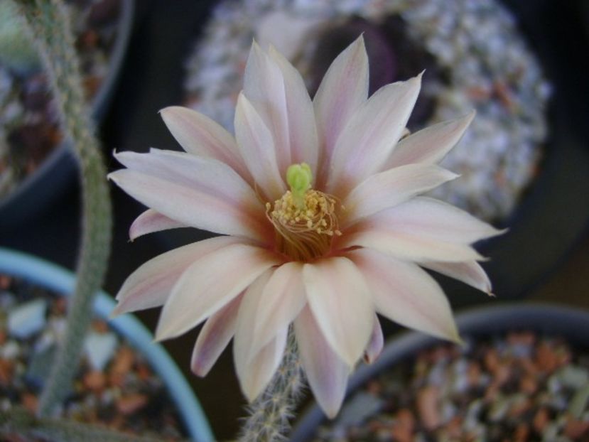 Wilcoxia leucantha albiflora - Cactusi 2018 bis