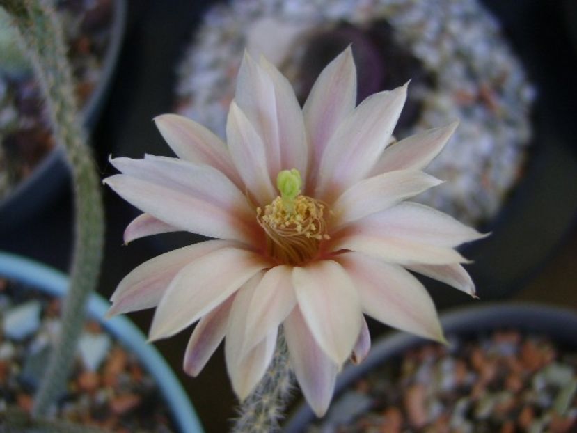 Wilcoxia leucantha albiflora - Cactusi 2018 bis