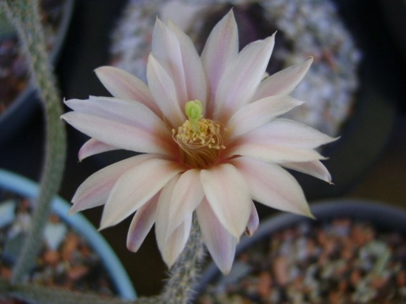 Wilcoxia leucantha albiflora - Cactusi 2018 bis
