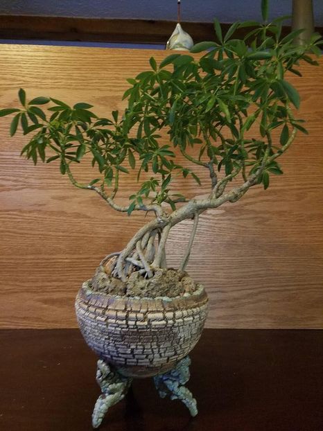 Mark Follon - Vase - aranjamente - accesorii