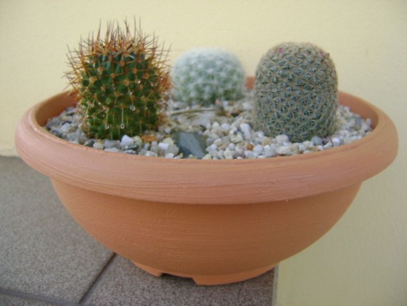 Grup de 3 Mammillaria - Cactusi 2018 bis