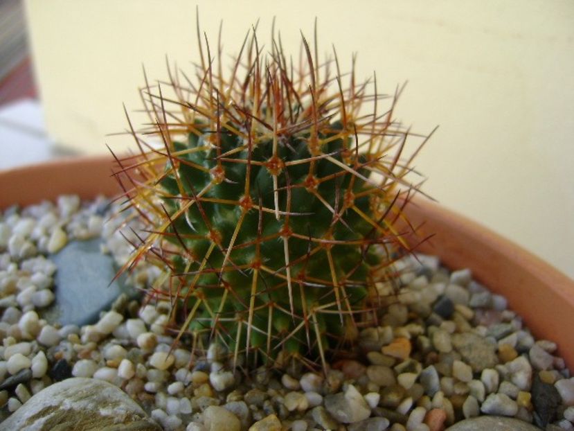 Mammillaria rhodantha - Cactusi 2018 bis