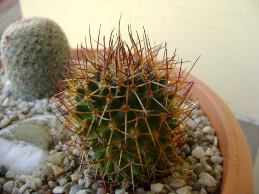 Mammillaria rhodantha - Cactusi 2018 bis