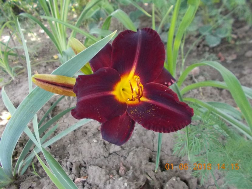 dominic-11,1 - Hemerocallis 2018