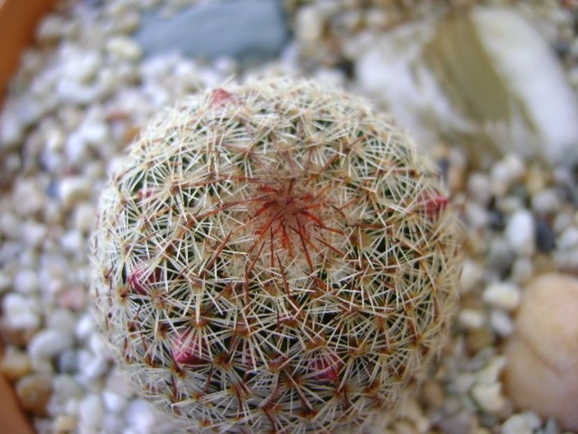 Mammillaria haageana - Cactusi 2018 bis