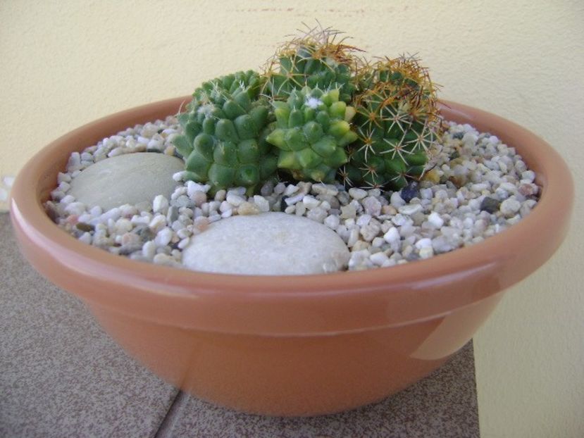 Mammillaria polythele cv. Stachellos & Mammillaria polythele ssp. obconella - Cactusi 2018 bis