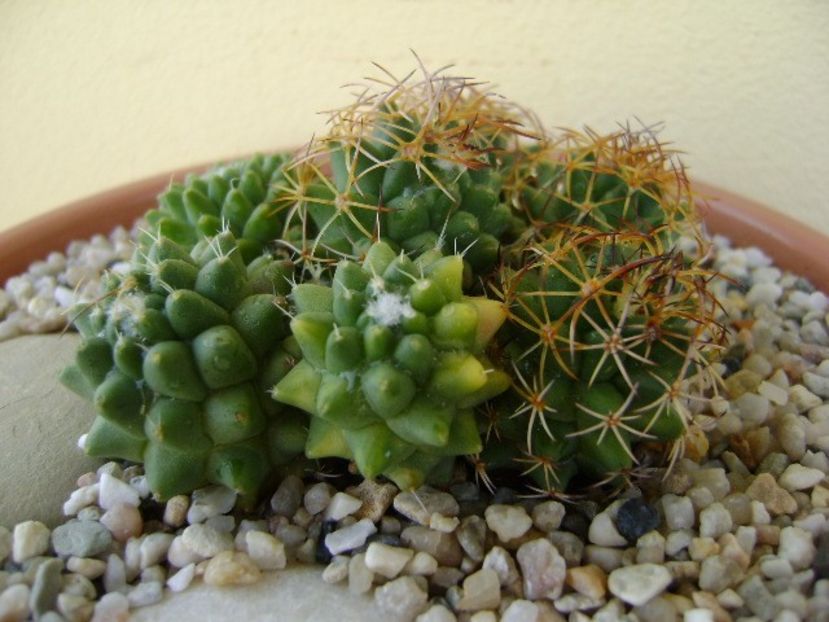 Mammillaria polythele cv. Stachellos & Mammillaria polythele ssp. obconella - Cactusi 2018 bis