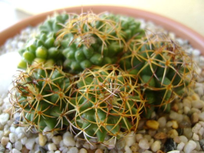 Mammillaria polythele cv. Stachellos & Mammillaria polythele ssp. obconella - Cactusi 2018 bis