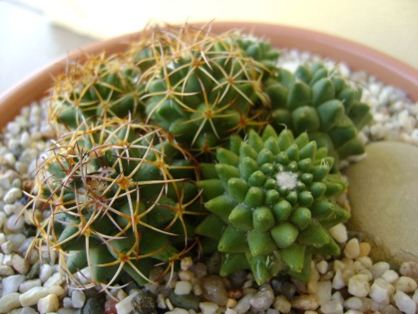 Mammillaria polythele cv. Stachellos & Mammillaria polythele ssp. obconella - Cactusi 2018 bis