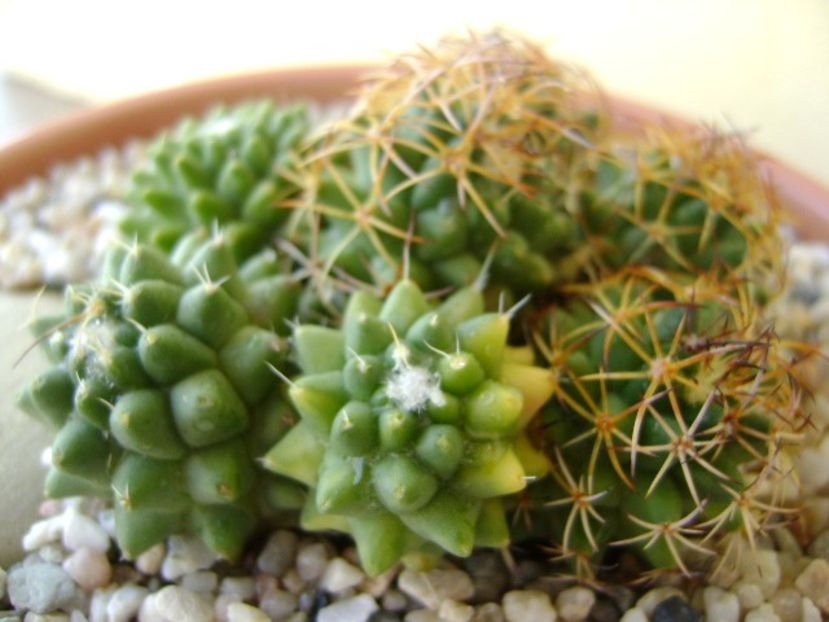 Mammillaria polythele cv. Stachellos & Mammillaria polythele ssp. obconella - Cactusi 2018 bis