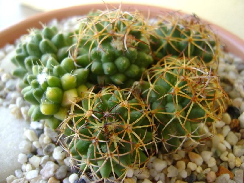 Mammillaria polythele cv. Stachellos & Mammillaria polythele ssp. obconella - Cactusi 2018 bis