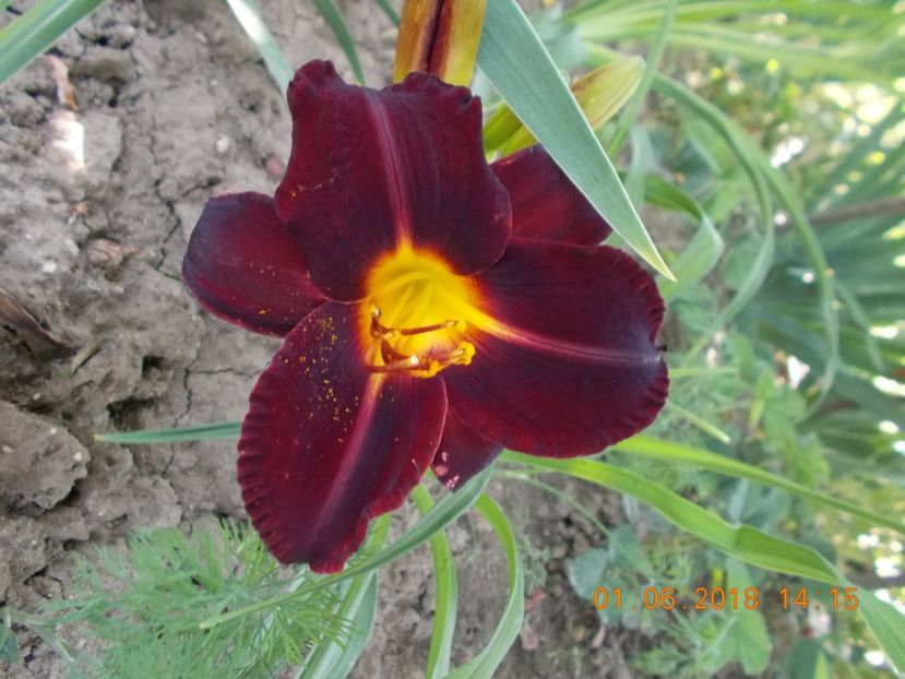  - Hemerocallis 2018