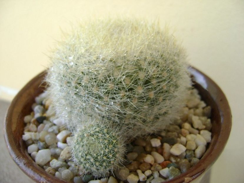 Notocactus graessneri (Parodia haselbergii subs. graessneri) ?? - Cactusi 2018 bis