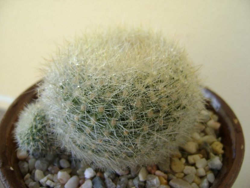 Notocactus graessneri (Parodia haselbergii subs. graessneri) ?? - Cactusi 2018 bis