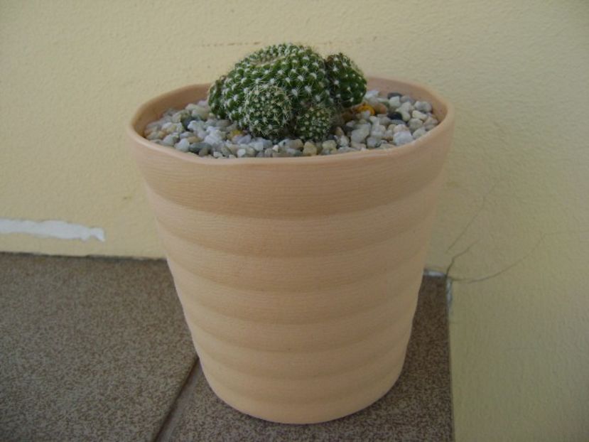 Rebutia krainziana - Cactusi 2018 bis