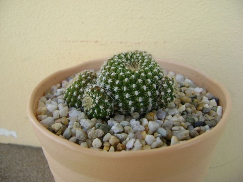 Rebutia krainziana - Cactusi 2018 bis