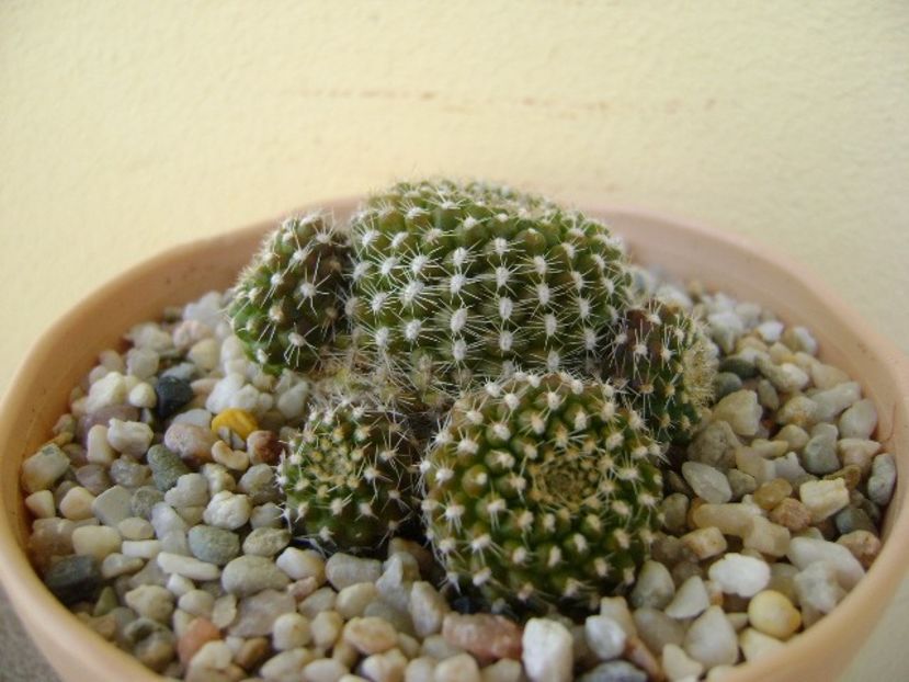 Rebutia krainziana - Cactusi 2018 bis