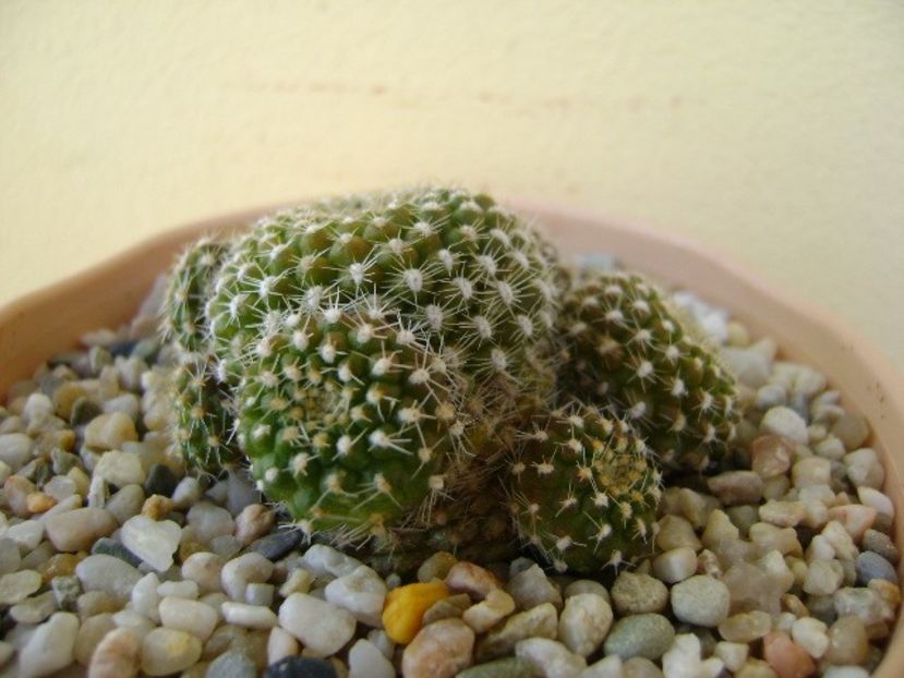 Rebutia krainziana - Cactusi 2018 bis