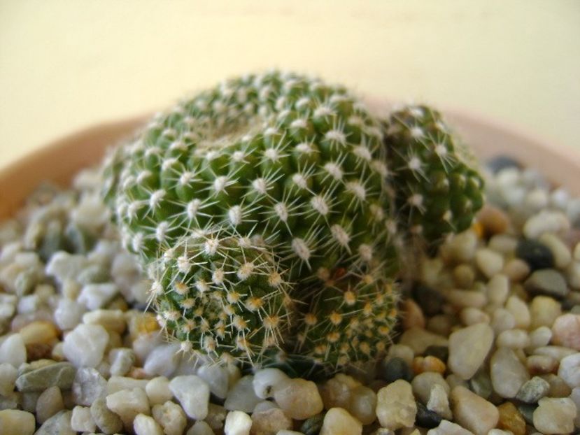 Rebutia krainziana - Cactusi 2018 bis
