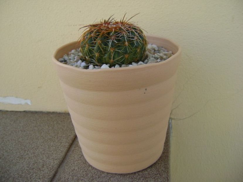 Parodia werneri (Notocactus uebelmannianus) - Cactusi 2018 bis