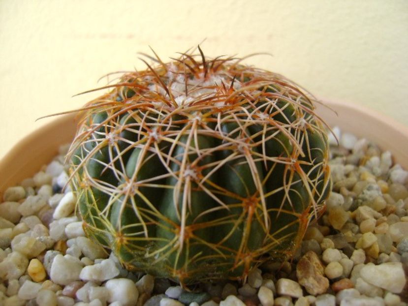 Parodia werneri (Notocactus uebelmannianus) - Cactusi 2018 bis