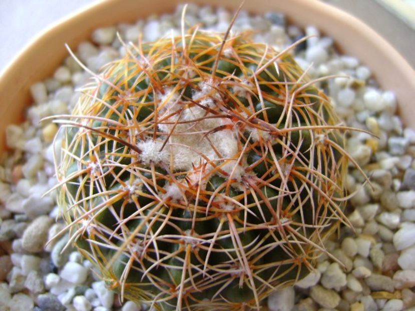 Parodia werneri (Notocactus uebelmannianus) - Cactusi 2018 bis