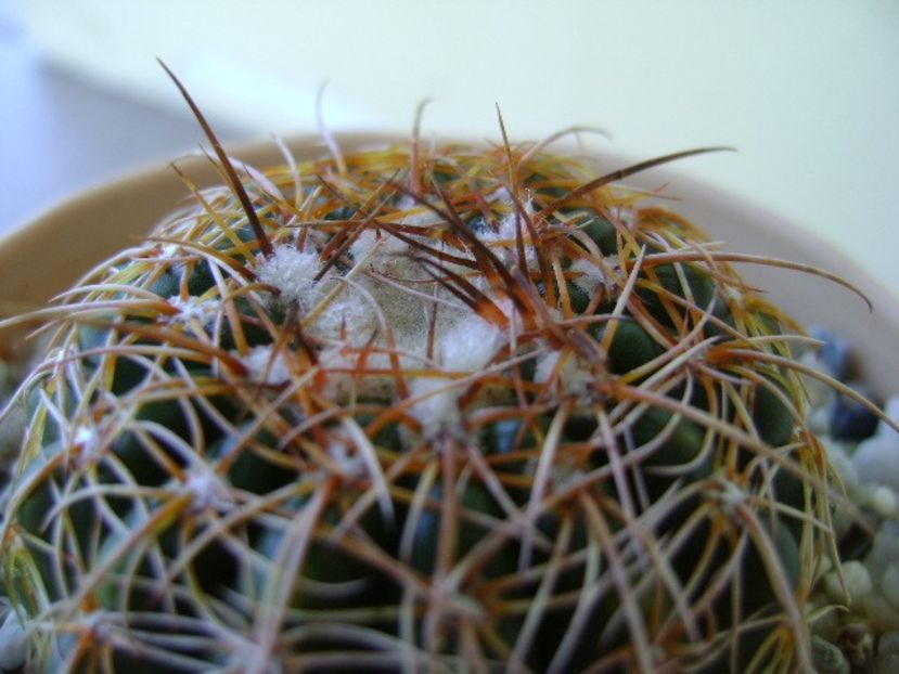 Parodia werneri (Notocactus uebelmannianus) - Cactusi 2018 bis