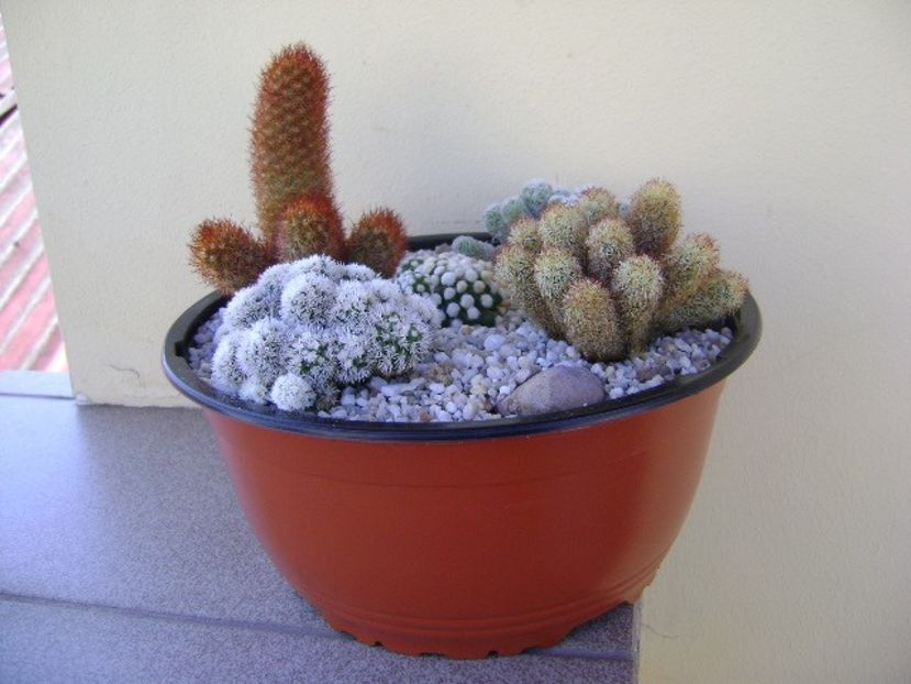 Grup de 5 Mammillaria - Cactusi 2018 bis