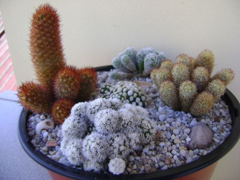 Grup de 5 Mammillaria - Cactusi 2018 bis
