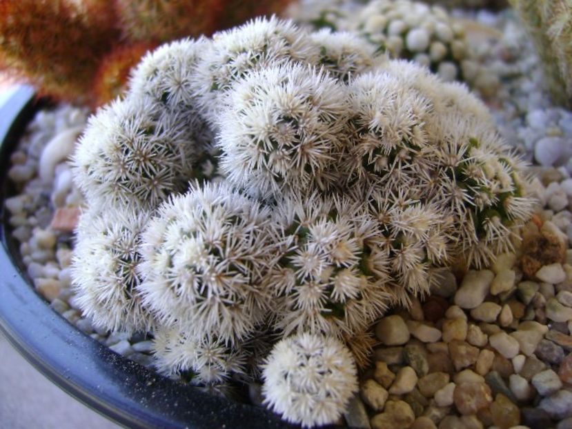 Mammillaria vetula ssp. gracilis cv. Arizona Snowcap - Cactusi 2018 bis