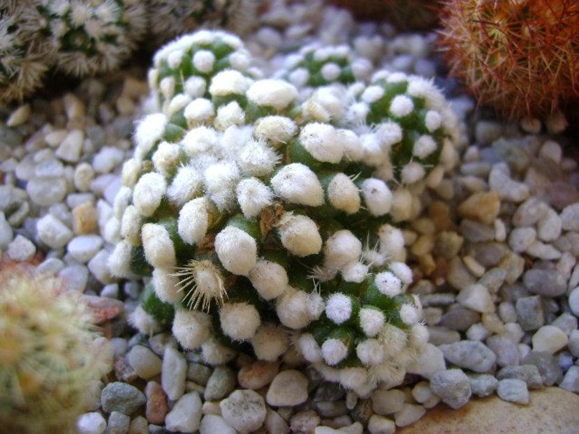 Mammillaria vetula ssp. gracilis cv. Oruga - Cactusi 2018 bis