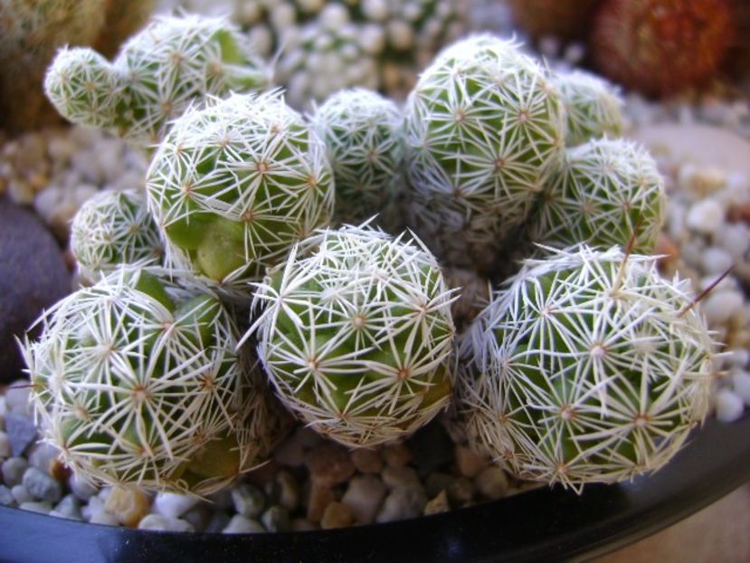 Mammillaria vetula ssp. gracilis - Cactusi 2018 bis